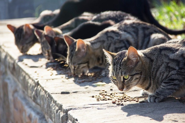 餌付けされる猫