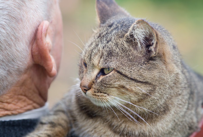 人間の肩に乗る猫