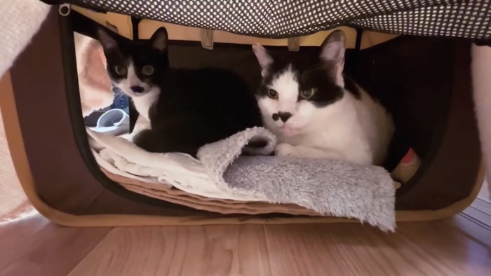 2匹の白黒の猫