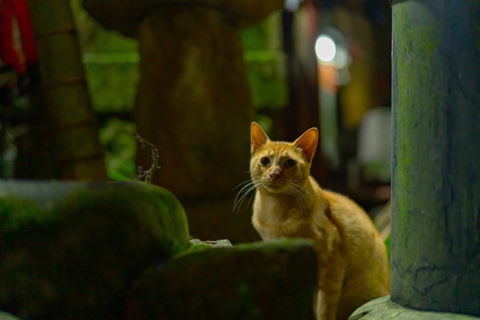 神社の猫