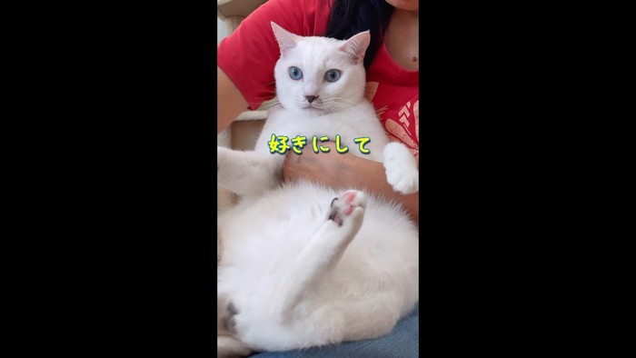 好きにして