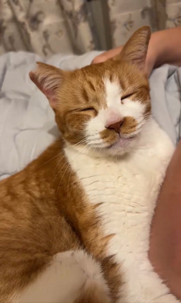 ご満悦な猫
