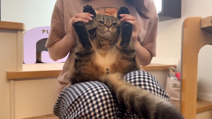 バンザイ猫
