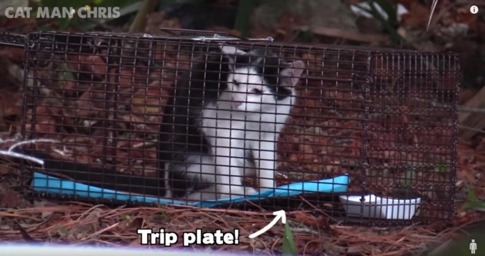 捕獲器の中の猫と矢印が示す青いマット