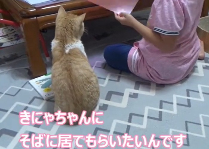 並んで座る猫と子供