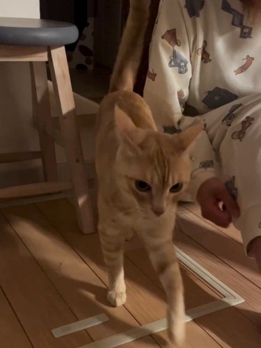 人の横を歩く猫