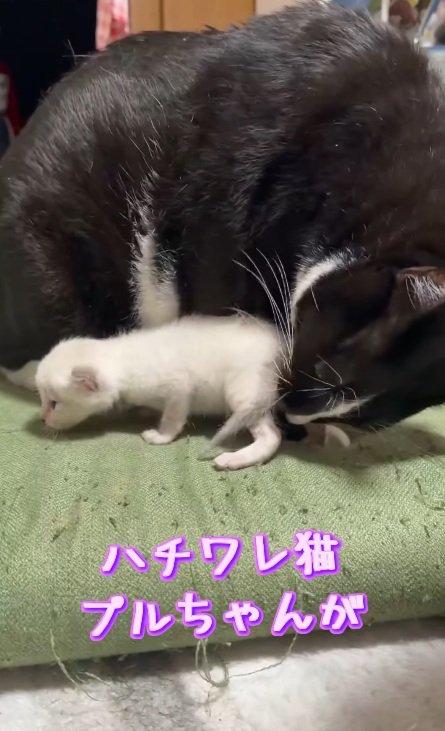 可愛がる