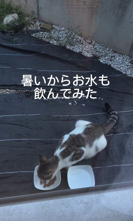 ごはんを食べる猫