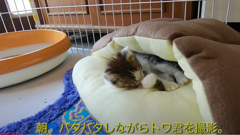 ケージの中で毛繕いしている子猫