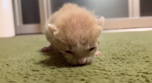 カーペットの上でうずくまる子猫