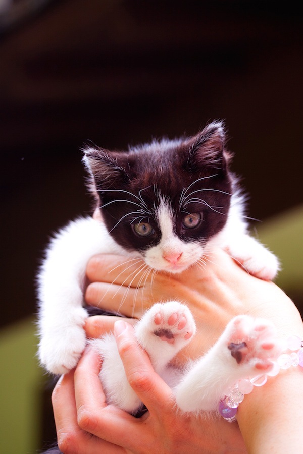 抱き上げられた子猫