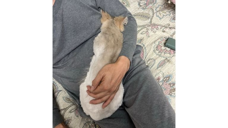 抱かれている猫