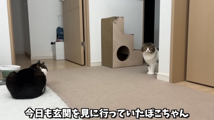 座る猫の後ろ姿と体が半分見えている座る猫