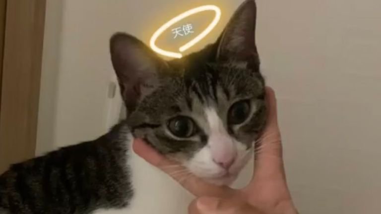 室内にいる猫