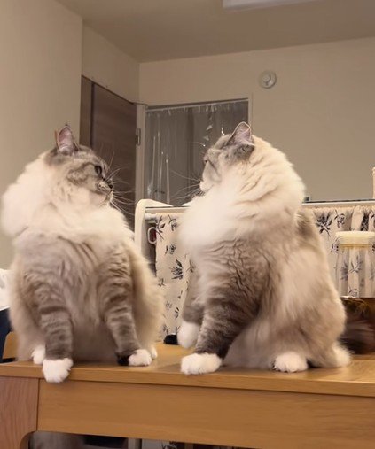 対峙する二匹の猫