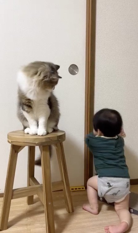 扉に手をかける子供をみる猫