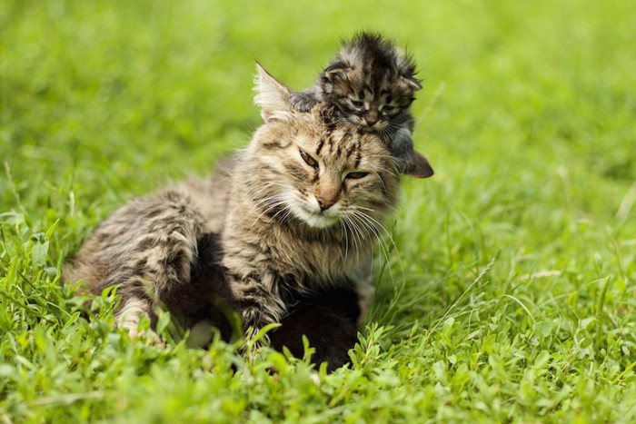 母猫の頭に乗る子猫