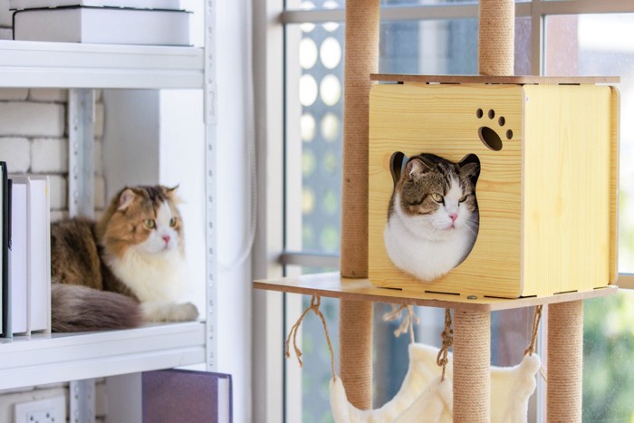 快適に過ごす猫たち