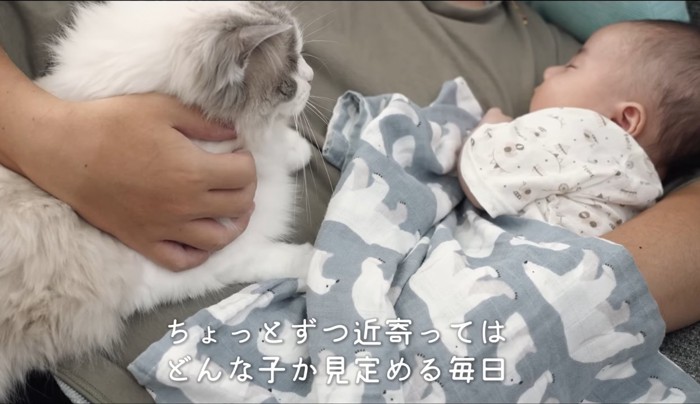 抱っこされる猫と赤ちゃん