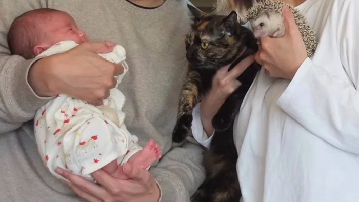 赤ちゃんと猫とハリネズミ