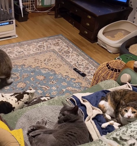 ソファの上にいる2匹の猫と画面左側に見切れている猫