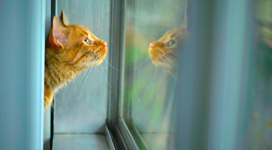 窓の外を見る猫