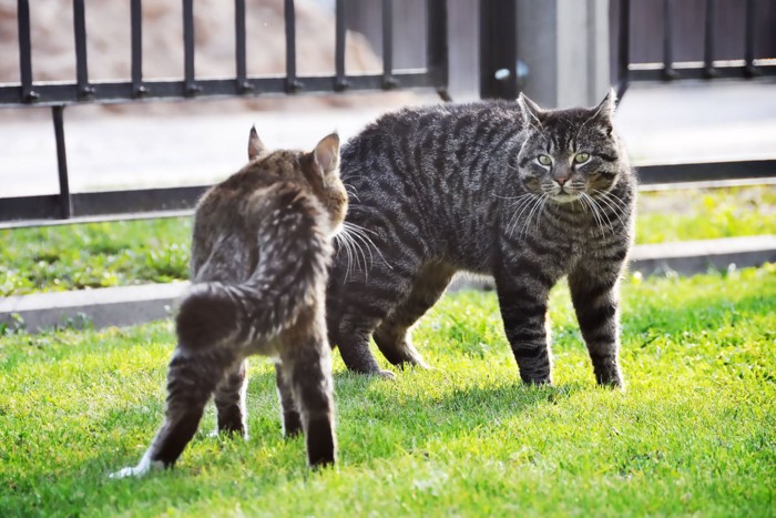 .屋外でけんかする猫