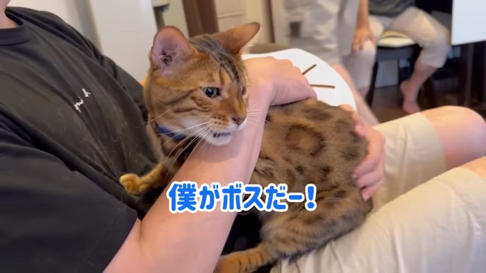 人の膝の上に座る猫