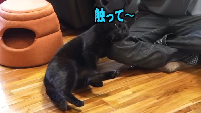 飼い主さんに甘える黒ちゃん