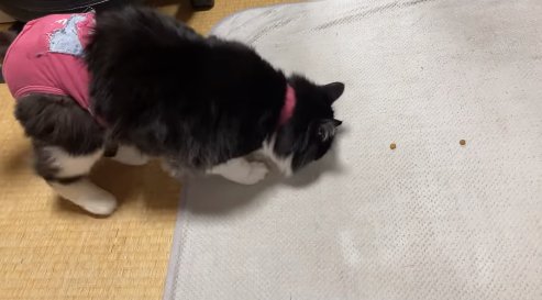 床に置かれたフードを食べている画面中央にいる猫