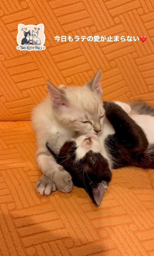新入りの子猫に舐められる子猫