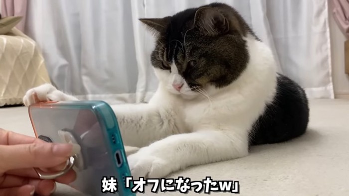 寝そべってスマートフォンを触る猫