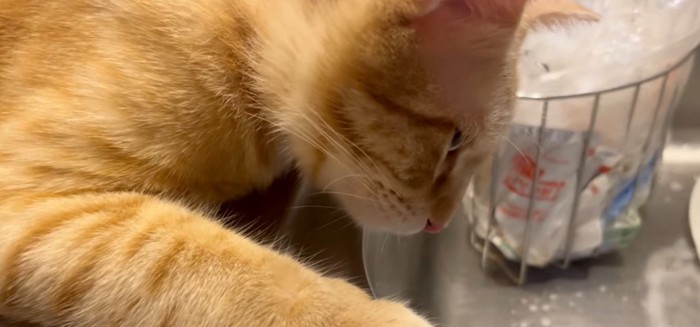 シンクを見つめる猫