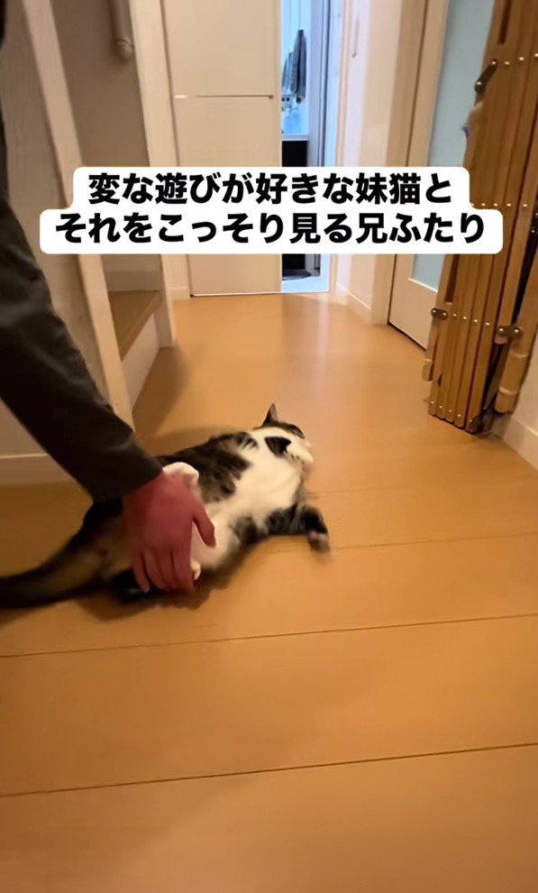 寝そべるレアちゃん