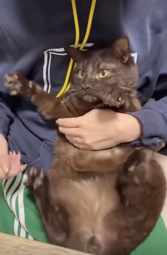 飼い主に肉球をこそばされる保護猫