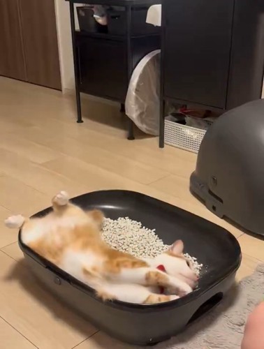 仰向けの猫