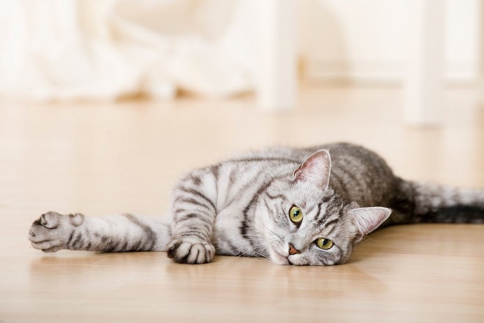 フローリングの上で横になる猫