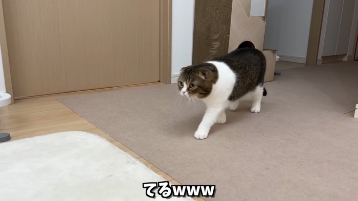 歩く猫