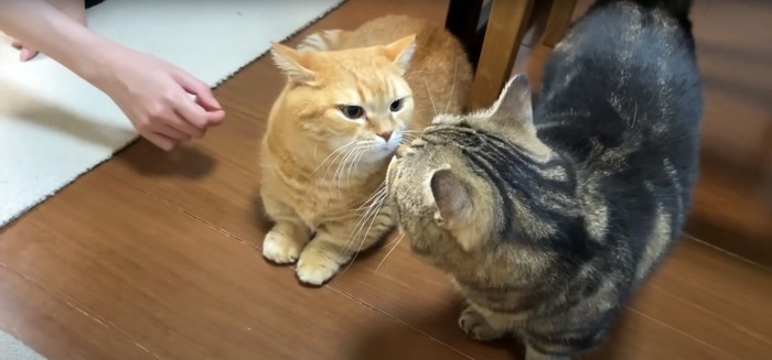 2匹の猫と差し出された人間の手