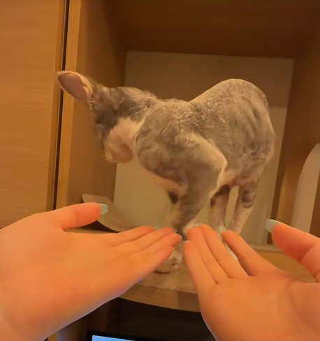 子猫に両手を差し出す飼い主