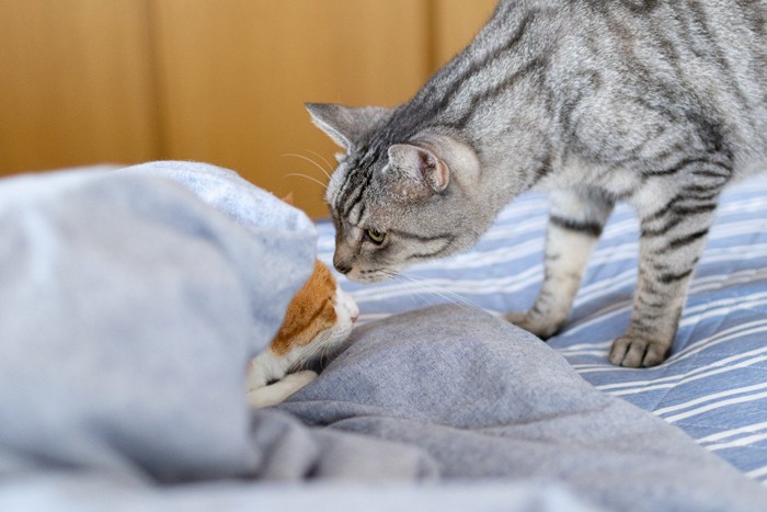 同居猫が気になる猫