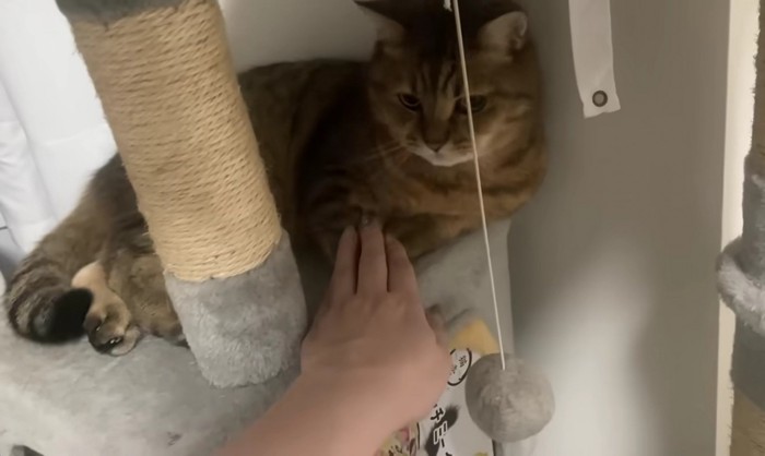キャットタワー上の猫に手を差し出す飼い主