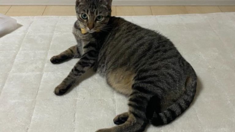 室内にいる猫
