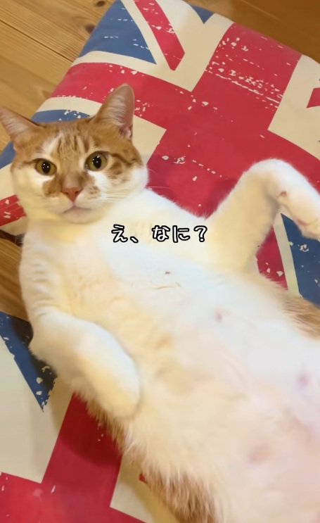 クッションの間で寝て正面を見ている猫