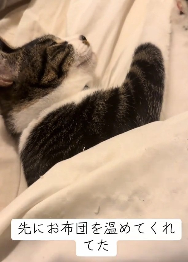 布団で寝る猫