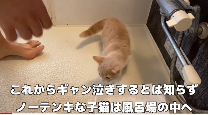 お風呂場の猫