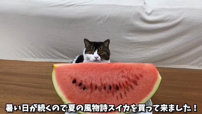 スイカを見る猫