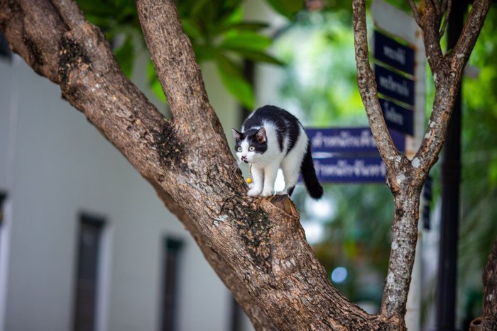 木に登る白黒猫