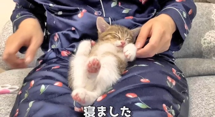 寝ている猫