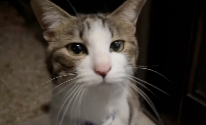 猫の顔アップ
